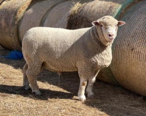 1X ILE DE FRANCE RAM HAGELAND ILE DE FRANCE