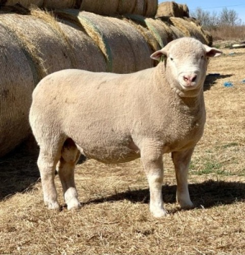 1X ILE DE FRANCE RAM HAGELAND ILE DE FRANCE