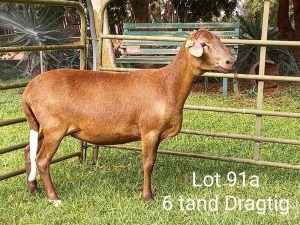 2X OOI/EWE (Per stuk om lot te neem/Per piece to take the lot)Klein Kalahari Meatmasters