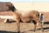 1X OOI/EWE Hanri Trust