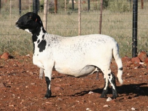 1X OOI/EWE Hanri Trust