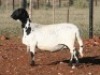 1X OOI/EWE Hanri Trust