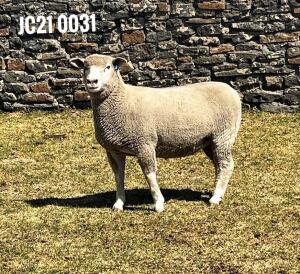 1X ILE DE FRANCE PREGNANT (2)OOI/EWE JANCOR IDF STOET