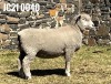 1X ILE DE FRANCE PREGNANT (3) OOI/EWE JANCOR IDF STOET - 2