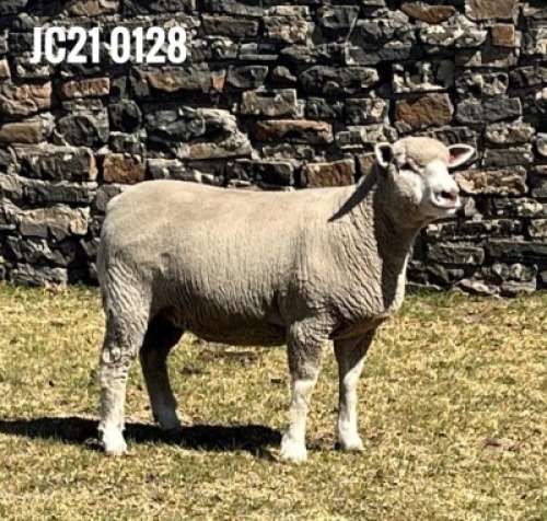 1X ILE DE FRANCE PREGNANT (1)OOI/EWE JANCOR IDF STOET