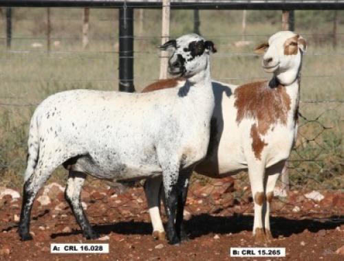 2X OOI/EWE (Per stuk om lot te neem/Per piece to take the lot) Hanri Trust