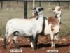2X OOI/EWE (Per stuk om lot te neem/Per piece to take the lot) Hanri Trust