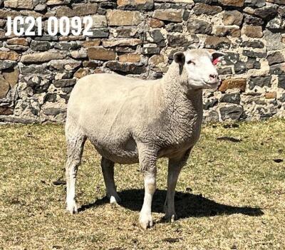 1X ILE DE FRANCE PREGNANT (1) OOI/EWE JANCOR IDF STOET