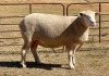 1X ILE DE FRANCE PREGNANT(2)OOI/EWE JANCOR IDF STOET - 3