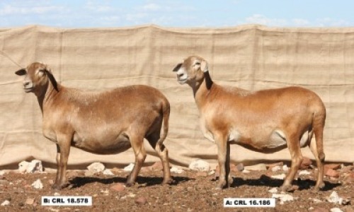 2X OOI/EWE (Per stuk om lot te neem/Per piece to take the lot) Hanri Trust