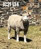 1X ILE DE FRANCE OOI/EWE JANCOR IDF STOET - 2