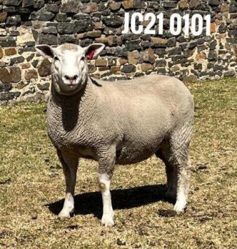 1X ILE DE FRANCE PREGNANT(2)OOI/EWE JANCOR IDF STOET