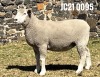 1X ILE DE FRANCE PREGNANT(2)OOI/EWE JANCOR IDF STOET - 2