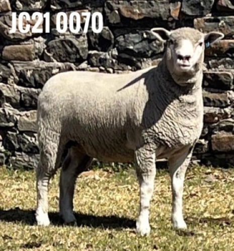 1X ILE DE FRANCE PREGNANT(1)OOI/EWE JANCOR IDF STOET