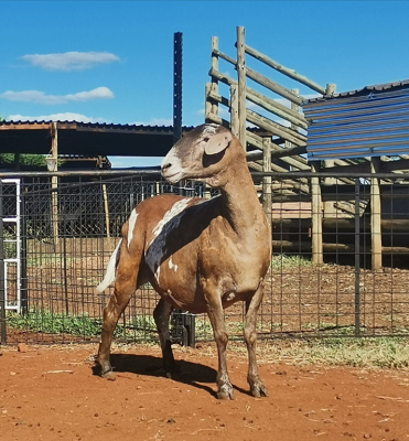 LOT 92 1X MEATMASTER OOI/EWE OCHRE MEATMASTERS