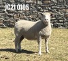 1X ILE DE FRANCE PREGNANT(1) OOI/EWE JANCOR IDF STOET