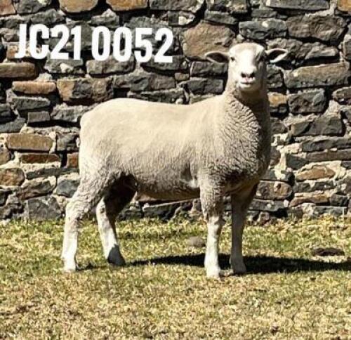 1X ILE DE FRANCE OOI/EWE JANCOR IDF STOET