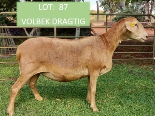 1X OOI/EWE (Per stuk om lot te neem/Per piece to take the lot)Klein Kalahari Meatmasters