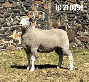 1X ILE DE FRANCE PREGNANT(1)OOI/EWE JANCOR IDF STOET