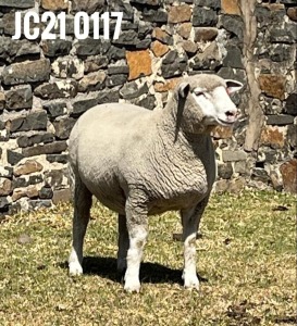 1X ILE DE FRANCE PREGNANT(1)OOI/EWE JANCOR IDF STOET