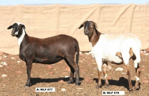 2X OOI/EWE (Per stuk om lot te neem/Per piece to take the lot) Hanri Trust