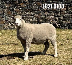 1X ILE DE FRANCE PREGNANT(1)OOI/EWE JANCOR IDF STOET