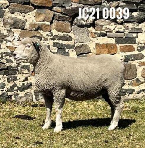 1X ILE DE FRANCE PREGNANT(1)OOI/EWE JANCOR IDF STOET