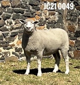 1X ILE DE FRANCE PREGNANT(1) OOI/EWE JANCOR IDF STOET