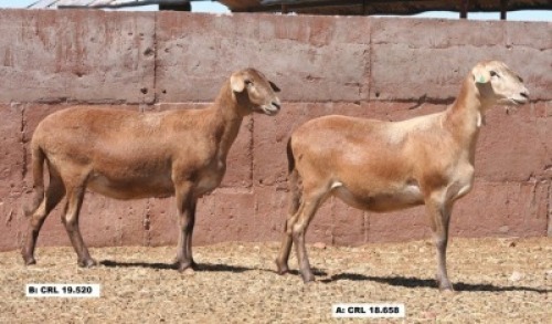 2X OOI/EWE (Per stuk om lot te neem/Per piece to take the lot)Hanri Trust
