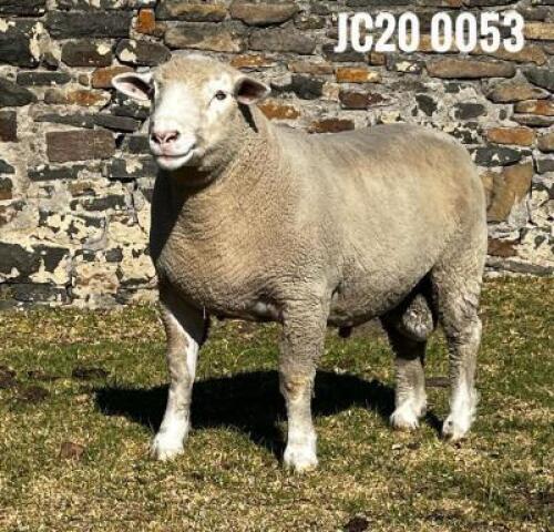 1X ILE DE FRANCE RAM JANCOR IDF STOET