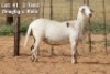 1X OOI/EWE Klaargoud Meatmasters