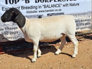 1X DORPER OOI/EWE T5 DRAGTIG