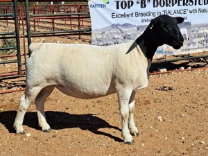 1X DORPER OOI/EWE T5 DRAGTIG