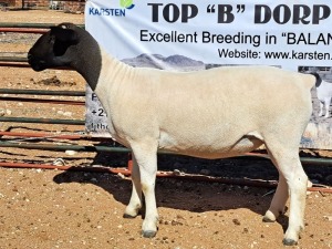 1X DORPER OOI/EWE T5 DRAGTIG