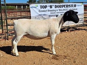 1X DORPER OOI/EWE T5 DRAGTIG