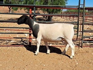 1X DORPER OOI/EWE T5 DRAGTIG