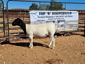 1X DORPER OOI/EWE T5 DRAGTIG