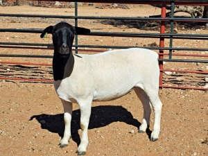 1X DORPER OOI/EWE T5 DRAGTIG