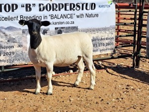 1X DORPER OOI/EWE T5 DRAGTIG