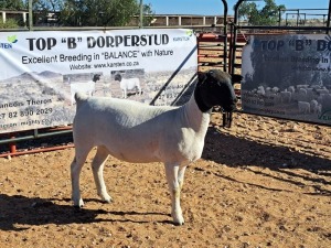 1X DORPER OOI/EWE T5 DRAGTIG