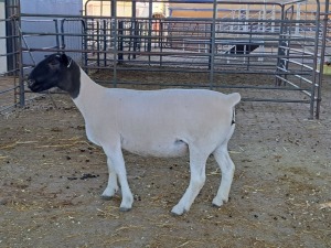 1X DORPER OOI/EWE T5 DRAGTIG