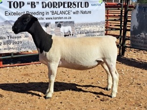 1X DORPER OOI/EWE T5 DRAGTIG