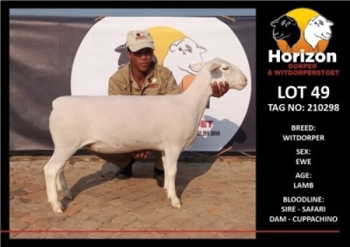 1 x WHITE DORPER OOI/EWE T5 HORIZON DORPER &WIT DORPER STOET
