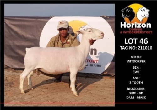 1 x WHITE DORPER OOI/EWE T5 HORIZON DORPER &WIT DORPER STOET