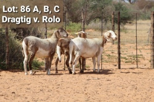 3X OOI/EWE (Per stuk om lot te neem/Per piece to take the lot) Klaargoud Meatmasters