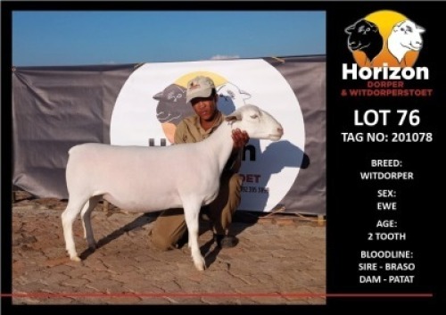 1 x WHITE DORPER OOI/EWE T5 HORIZON DORPER &WIT DORPER STOET