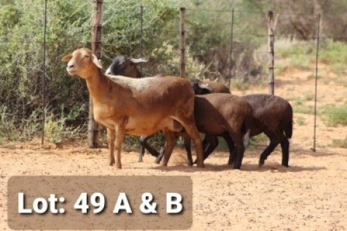 2X OOI MET LAM/EWE WITH LAMB (Per stuk om lot te neem/Per piece to take the lot)Klaargoud Meatmasters