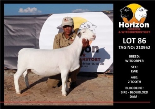 1 x WHITE DORPER OOI/EWE T5 HORIZON DORPER &WIT DORPER STOET