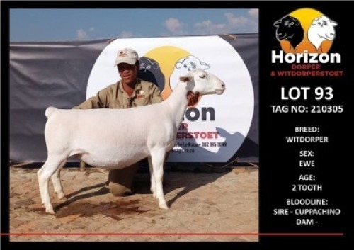 1 x WHITE DORPER OOI/EWE T5 HORIZON DORPER &WIT DORPER STOET
