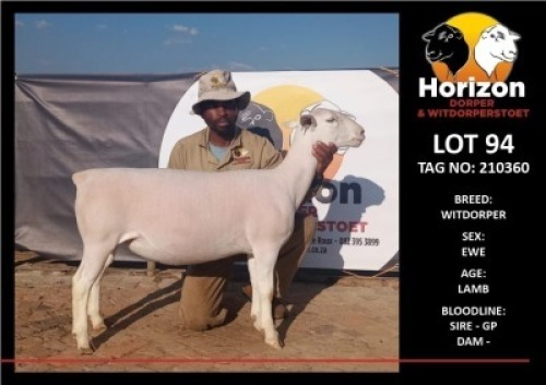 1 x WHITE DORPER OOI/EWE T5 HORIZON DORPER &WIT DORPER STOET